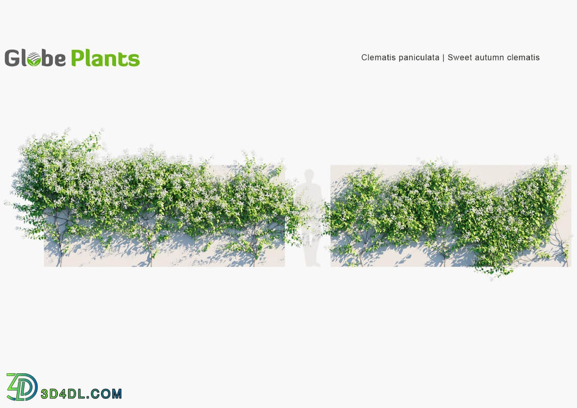 Globe Plants Vol 23 Clematis Paniculata
